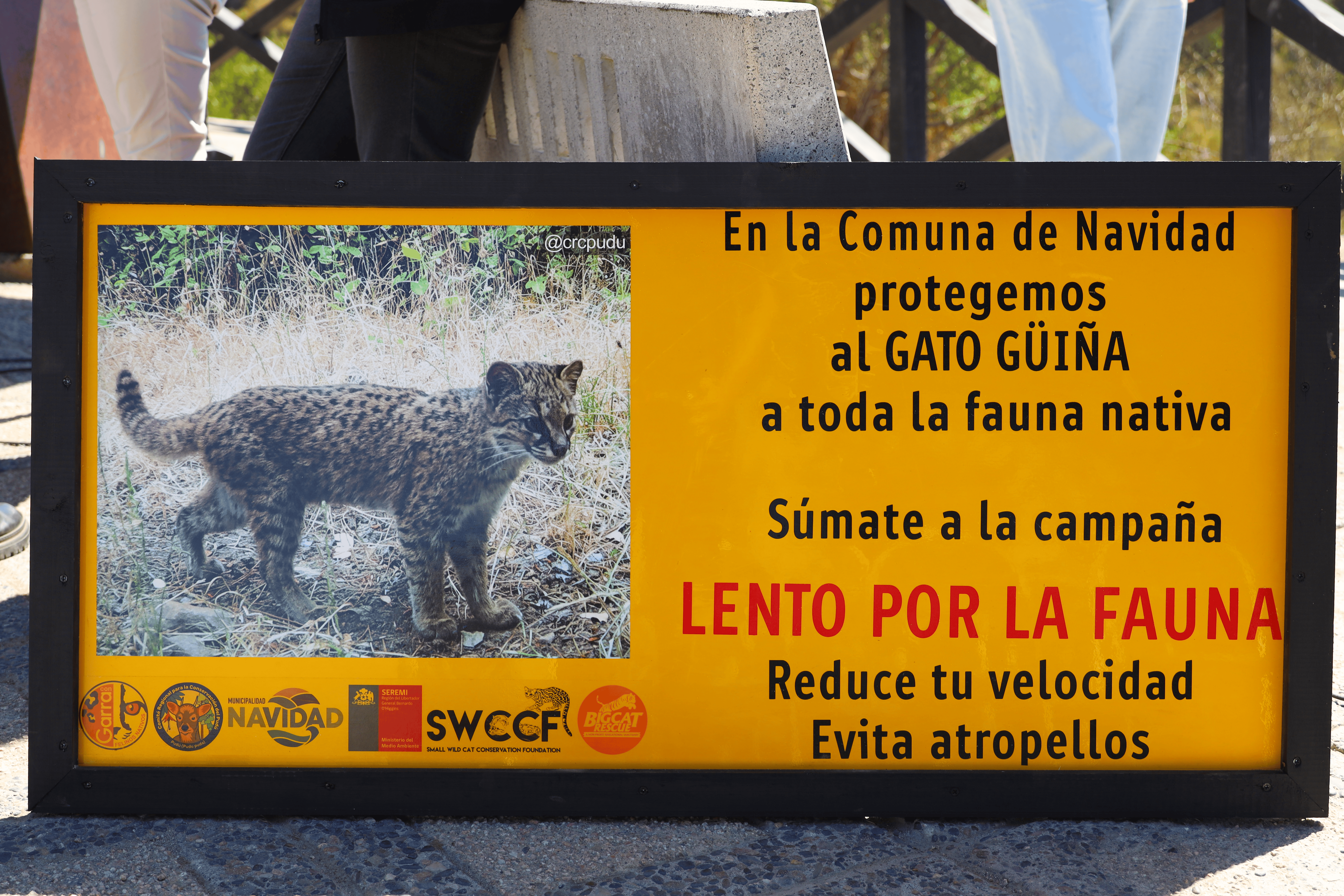 Municipalidad de Navidad da inicio a la campaña “Lento por la Fauna” para resguardar especies nativas
